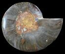 Split Black/Orange Ammonite (Half) - Unusual Coloration #55664-1